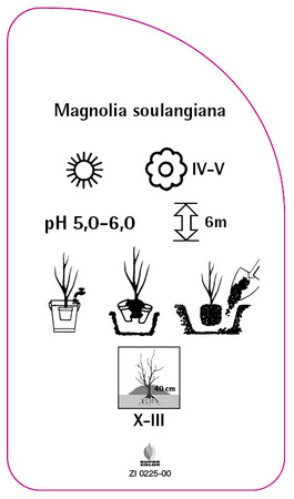 Magnolia soulangiana