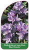 Rhododendron impeditum 'Blue Wonder'