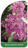 Spiraea japonica 'Arnold'