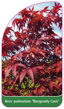 Acer palmatum 'Burgundy Lace'