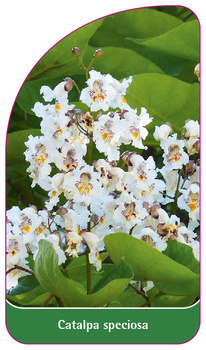 Catalpa speciosa
