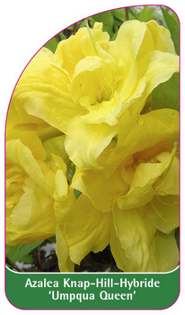 Azalea Knap-Hill-Hybride 'Umpqua Queen'