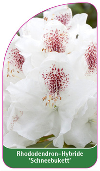 Rhododendron-Hybride 'Schneebukett'
