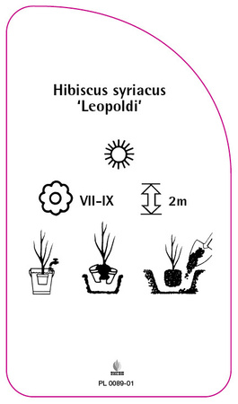 Hibiscus syriacus 'Leopoldi'