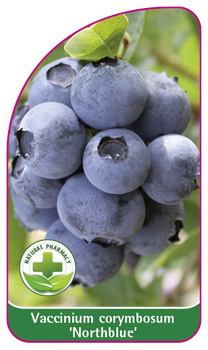 Vaccinium corymbosum 'Northblue'