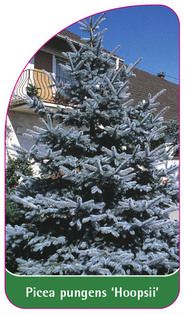 Picea pungens 'Hoopsii'