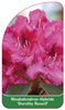 Rhododendron Hybride 'Dorothy Russell'