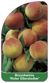 Brzoskwinia 'Roter Ellerstedter'