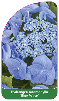 Hydrangea macrophylla 'Blue Wave'