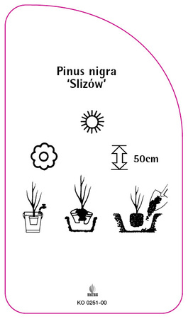 Pinus nigra 'Slizow'