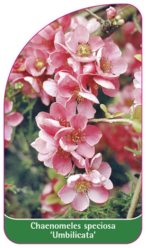 Chaenomeles speciosa 'Umbilicata'