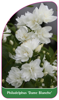 Philadelphus 'Dame Blanche'