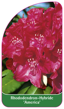 Rhododendron-Hybride 'America'