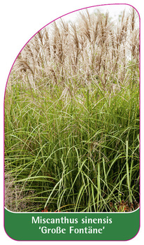 Miscanthus sinensis 'Große Fontäne'