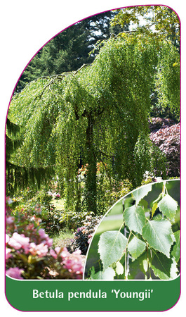 Betula pendula 'Youngii'