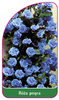 Róza pnąca Nr. 317 B
