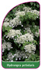Hydrangea petiolaris