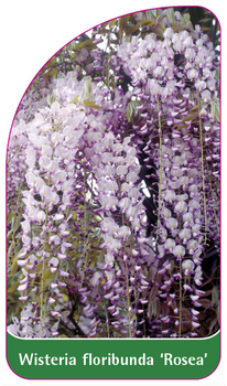 Wisteria floribunda 'Rosea'