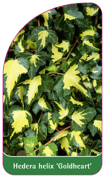 Hedera helix 'Goldheart'