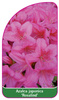 Azalea japonica 'Rosalind'