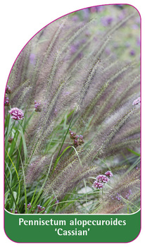 Pennisetum alopecuroides 'Cassian'