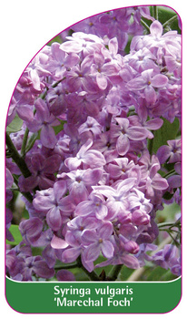 Syringa vulgaris 'Marechal Foch'