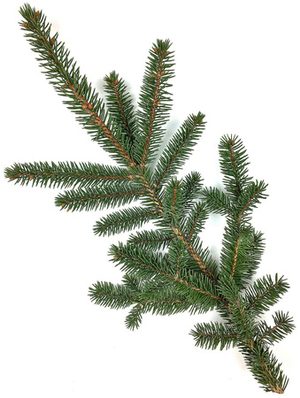 Gałązka świerka zielona żywa do 30cm