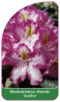 Rhododendron-Hybride 'Junifee'