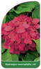 Hydrangea macrophylla, rot