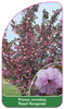 Prunus serrulata 'Royal Burgundy'