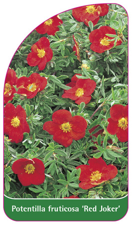 Potentilla fruticosa 'Red Joker'