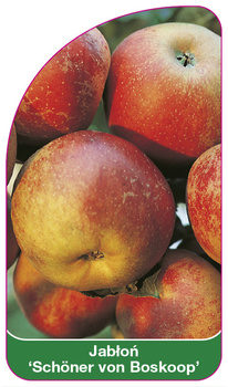 Jabłoń 'Schöner von Boskoop'