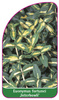 Euonymus fortunei ,Interbowli'