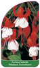 Fuchsia hybride 'Madame Cornelissen'