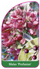 Malus 'Profusion'