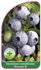 Vaccinium corymbosum 'Heerma II'