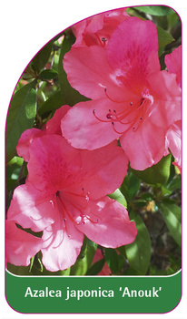 Azalea japonica 'Anouk'