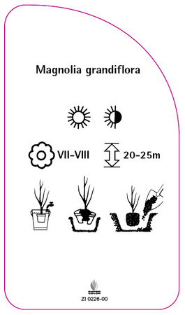 Magnolia grandiflora