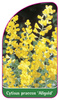 Cytisus praecox 'Allgold'
