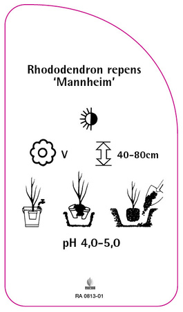 Rhododendron repens 'Mannheim'