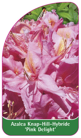 Azalea Knap-Hill-Hybride 'Pink Delight'