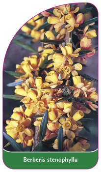 Berberis stenophylla