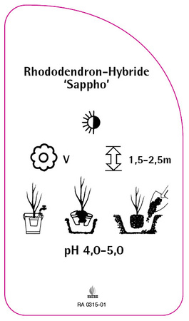 Rhododendron-Hybride 'Sappho'