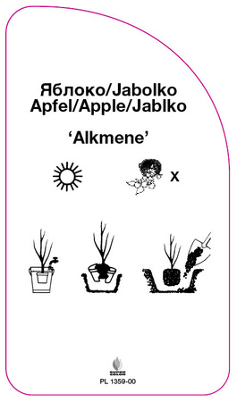 Jabłoń 'Alkmene'