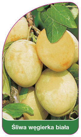Arbore de prun alb
