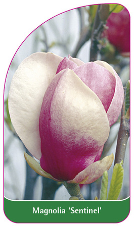 Magnolia 'Sentinel'