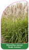 Miscanthus sinensis 'Große Fontäne'
