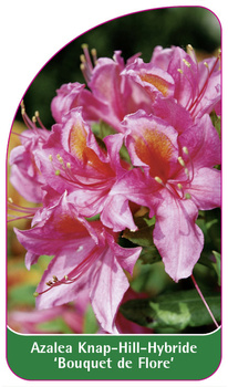 Azalea Knap-Hill-Hybride 'Bouquet de Flore'