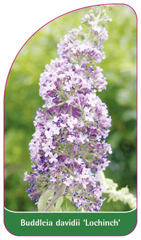Buddleia davidii 'Lochinch'
