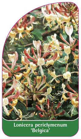 Lonicera periclymenum 'Belgica'